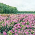 How to grow ornamental cabbage-flower Crane Pink in a flowerbed and other popular varieties