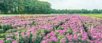 How to grow ornamental cabbage-flower Crane Pink in a flowerbed and other popular varieties