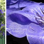 How to grow clematis