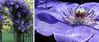 How to grow clematis