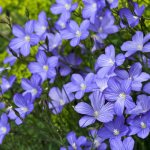 How to grow flax in your garden