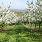 What fruit trees to plant on the site - types and characteristics