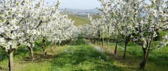 What fruit trees to plant on the site - types and characteristics