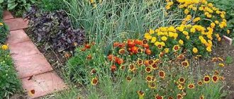 Which plants can be planted nearby and which ones cannot? table. Other useful neighbors for vegetables 