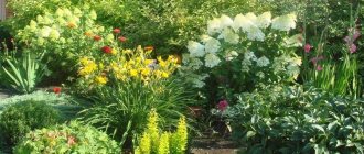 Viburnum buldenezh in combination