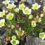 (камнеломка) saxifraga caespitosa