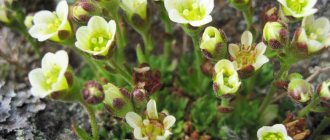 (камнеломка) saxifraga caespitosa