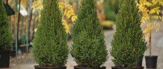 Canadian spruce