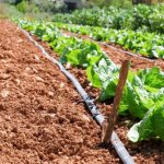 Drip irrigation in the garden