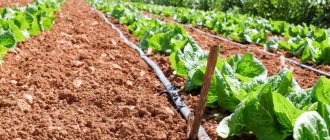 Drip irrigation in the garden