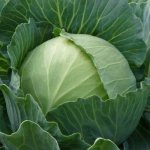 Cabbage variety Parel