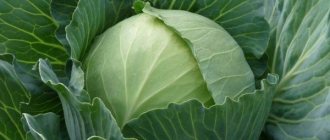 Cabbage variety Parel