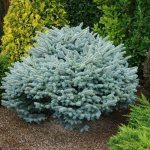 Dwarf spruce