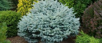 Dwarf spruce