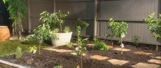 Dwarf fruit trees planted on the site