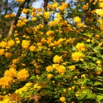 Kerria japonica - magnificent and unique