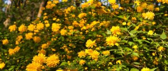 Kerria japonica - magnificent and unique