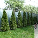 Cypress trees in the country