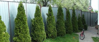 Cypress trees in the country