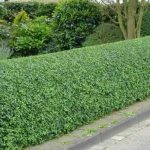 Cotoneaster brilliant - description, growing conditions and rules, care features