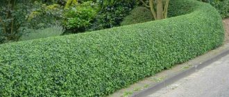 Cotoneaster brilliant - description, growing conditions and rules, care features