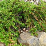 Cotoneaster horizontal