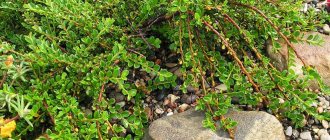 Cotoneaster horizontal