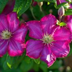 Clematis