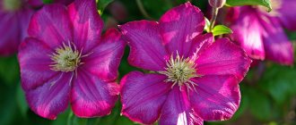 Clematis