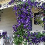 Clematis - planting and care in open ground, methods of propagation and secrets of lush flowering