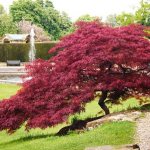 Maple, Hever Castle Gardens, Kent