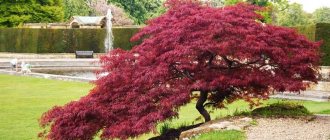 Maple, Hever Castle Gardens, Kent