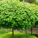 Norway maple - description, what it looks like, varieties, growing conditions, interesting facts