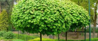 Norway maple - description, what it looks like, varieties, growing conditions, interesting facts