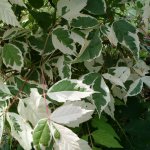 Ash-leaved maple (American, Acer negundo): description, use, environmental damage, how to get rid of it, growing decorative varieties of ash-leaved maple