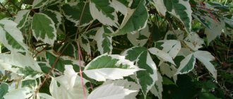 Ash-leaved maple (American, Acer negundo): description, use, environmental damage, how to get rid of it, growing decorative varieties of ash-leaved maple