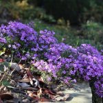 A flowerbed with phlox in the country - how to combine it correctly with other flowers