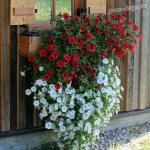 Flowerbed with petunias