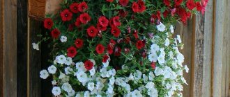 Flowerbed with petunias