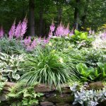 Flowerbed in the shade near the house - features of organization and selection of plants