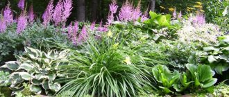 Flowerbed in the shade near the house - features of organization and selection of plants