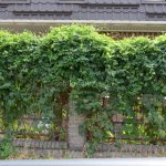 Do-it-yourself flowerbed along the fence at the dacha: design rules