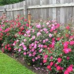 Do-it-yourself flowerbed along the fence at the dacha: design rules