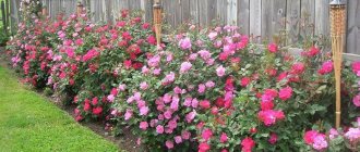 Do-it-yourself flowerbed along the fence at the dacha: design rules