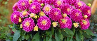 Flowerbeds where dahlias grow always look great