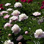 when-the-peony-blooms