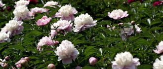 when-the-peony-blooms