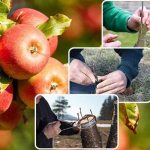 When is the best time to graft fruit trees?