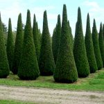 When to plant thuja