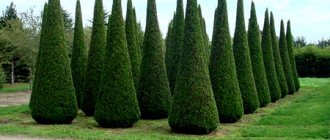 When to plant thuja